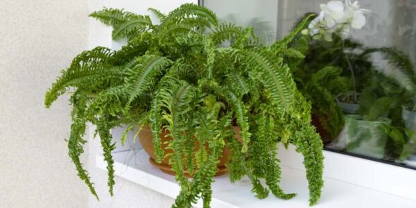 Czy warto trzymać kwiaty na parapecie?