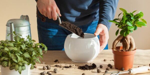 Naturalne nawozy dla roślin doniczkowych: jajka, kawa i inne sposoby domowe