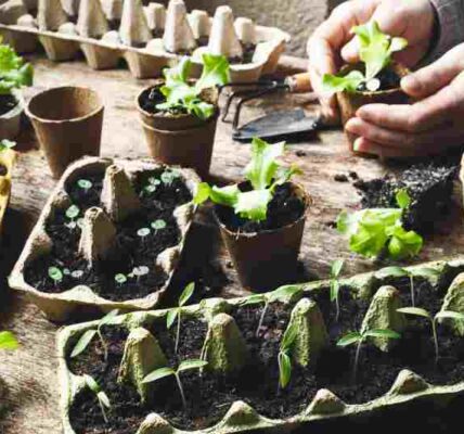 Jak sadzić i pielęgnować powojniki w doniczkach na balkonach i tarasach