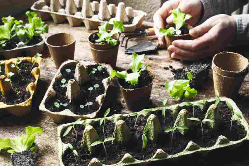 Jak sadzić i pielęgnować powojniki w doniczkach na balkonach i tarasach
