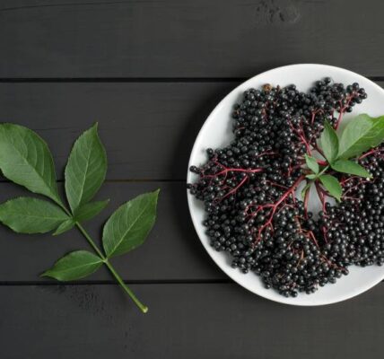 Właściwości i zastosowanie czarnego bzu - owoców oraz liści