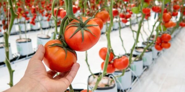 Metody ekologicznej uprawy pomidorów w szklarni i pod osłonami: poradnik dla rolników