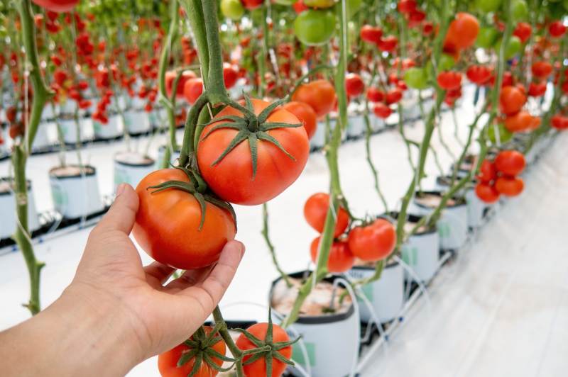Metody ekologicznej uprawy pomidorów w szklarni i pod osłonami: poradnik dla rolników