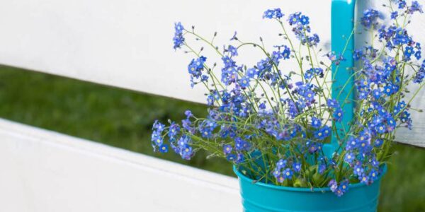 Jak efektywnie uprawiać niezapominajki w ogrodzie oraz w donicy?