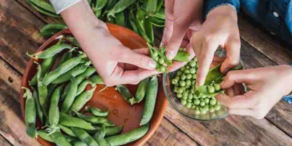 Siew i uprawa groszku pachnącego: termin siewu, odpowiednie stanowisko i nawożenie