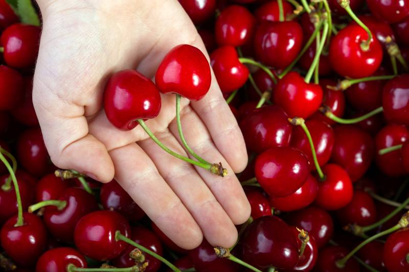 Uprawa i pielęgnacja wiśni kosmatych (Prunus tomentosa) - zasady i zakres stosowania