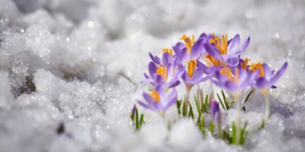 Wiosenne kwiaty odważnie stawiają czoła zimie - urzekające zdjęcia kwitnących roślin w śnieżnym krajobrazie