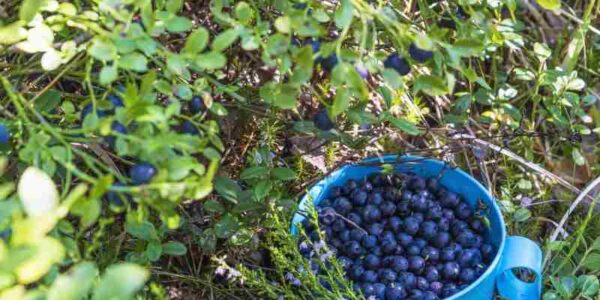 Owoce z domowego ogrodu – jakie krzewy owocowe warto posadzić