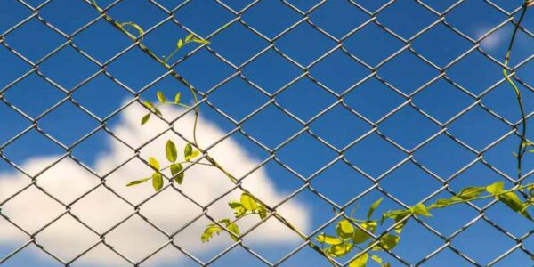 Jakie pnącza wybrać do ozdobienia ogrodzenia z siatki